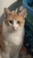 Lost Female Cat last seen L3 harris, Greenville, TX 75402