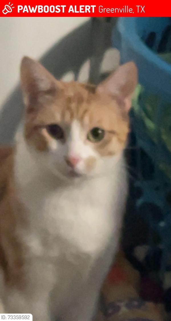 Lost Female Cat last seen L3 harris, Greenville, TX 75402