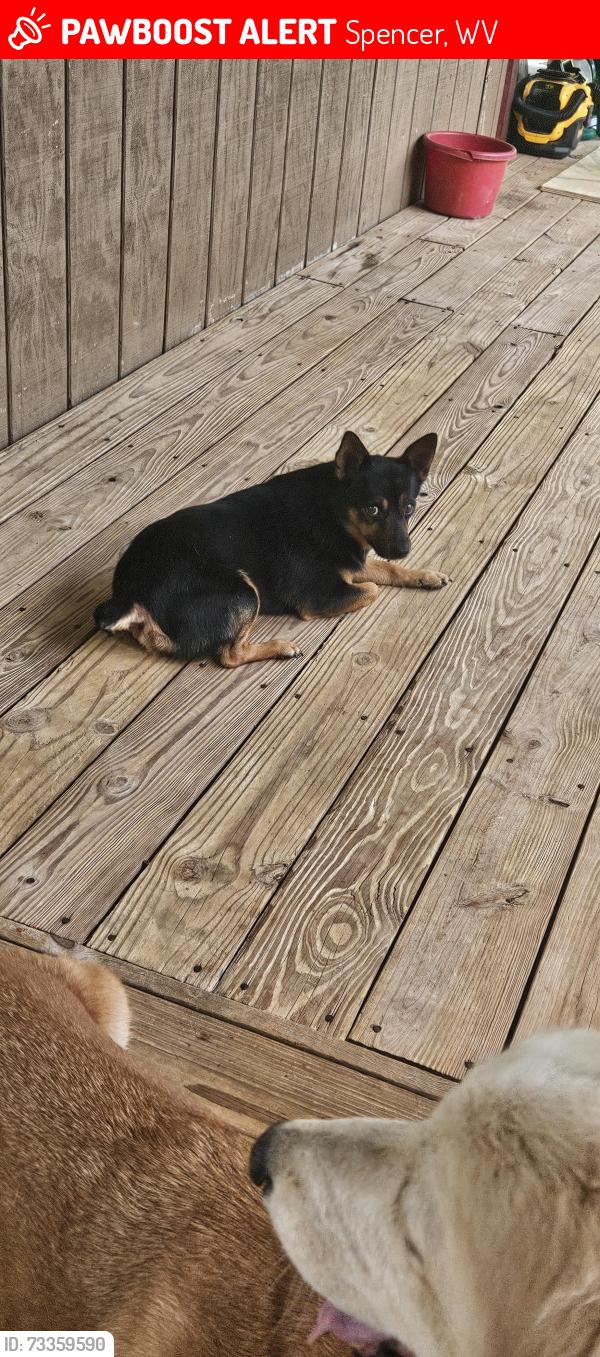 Lost Male Dog last seen Goff Run rd. Spencer WV, Spencer, WV 25276