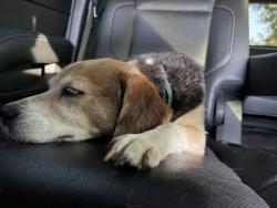 Reunited Male Dog last seen Latimer Mill Road, Greenville County, SC 29654