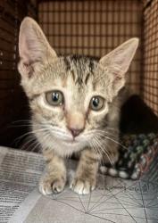 Shelter Stray Unknown Cat last seen Near Plains Trail, AUSTIN, TX, 78758, 7201 Levander Loop bldg a, Austin, TX 78702, USA