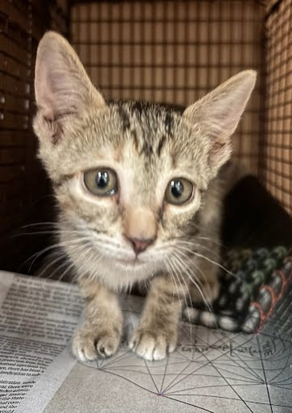 Shelter Stray Unknown Cat last seen Near Plains Trail, AUSTIN, TX, 78758, 7201 Levander Loop bldg a, Austin, TX 78702, USA