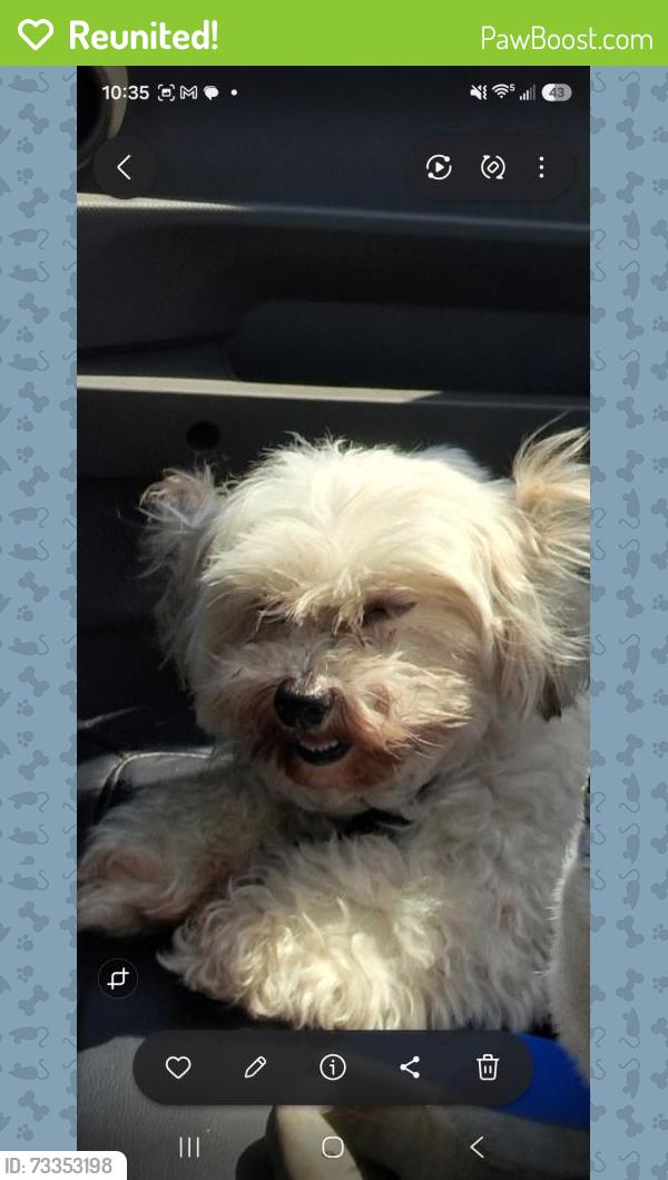 Reunited Female Dog last seen 68th AV North Seminole 33772, Seminole, FL 33772
