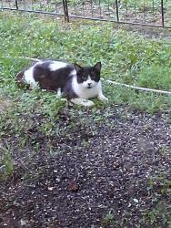 Found/Stray Unknown Cat last seen Newport Way, Kingston, TN 37763, USA, Kingston, TN 37763
