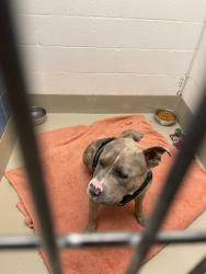 Shelter Stray Male Dog last seen Near Exeter Drive, AUSTIN, TX, 78723, 7201 Levander Loop bldg a, Austin, TX 78702, USA