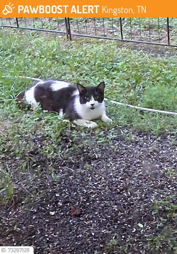 Found/Stray Unknown Cat last seen Newport Way, Kingston, TN 37763, USA, Kingston, TN 37763