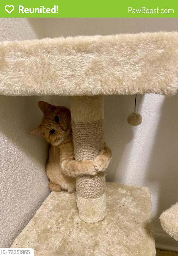 Reunited Male Cat last seen Affinity, Austin, TX 78748