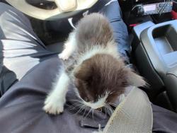 Shelter Stray Male Cat last seen TX, 7201 Levander Loop bldg a, Austin, TX 78702, USA