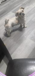 Lost Male Dog last seen Entre 51 y moller, Indianapolis, IN 46254