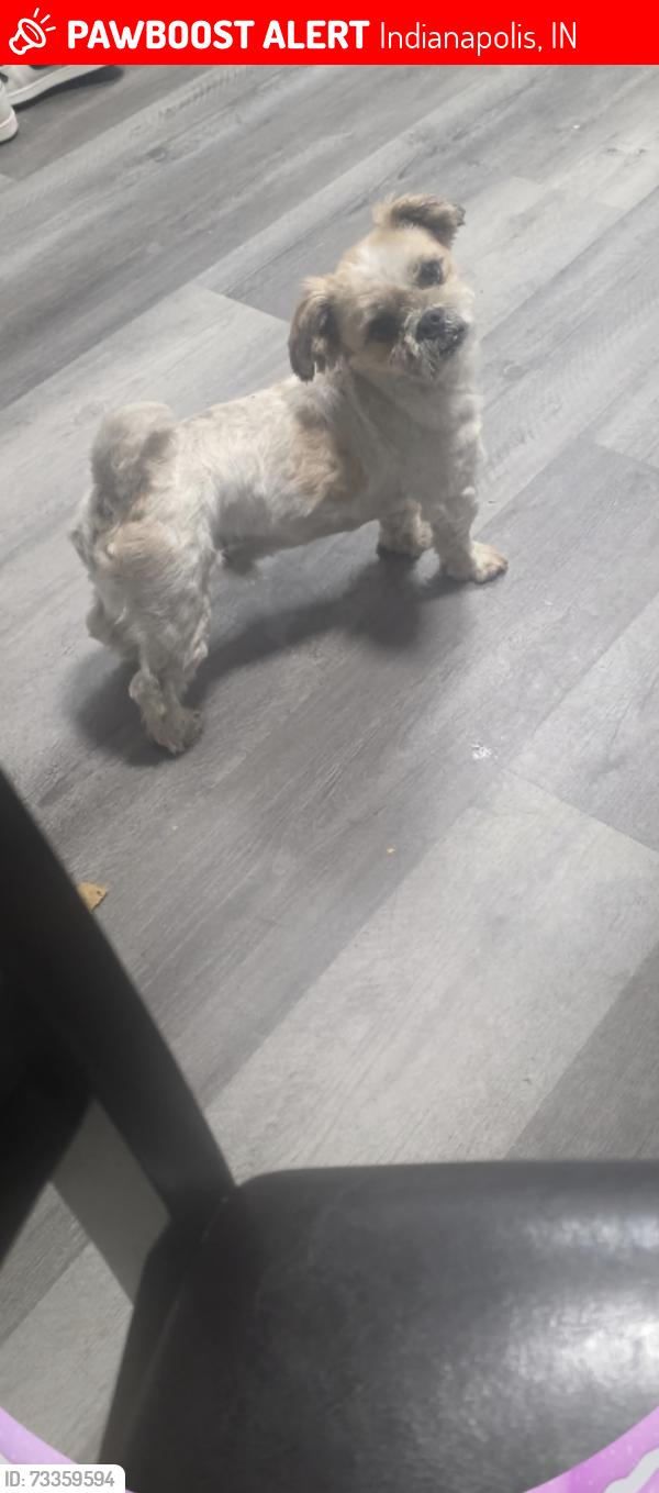 Lost Male Dog last seen Entre 51 y moller, Indianapolis, IN 46254