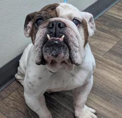 Shelter Stray Male Dog last seen Island Avenue, San Diego, CA, 92101, 5500 Gaines St, San Diego, CA 92110, USA