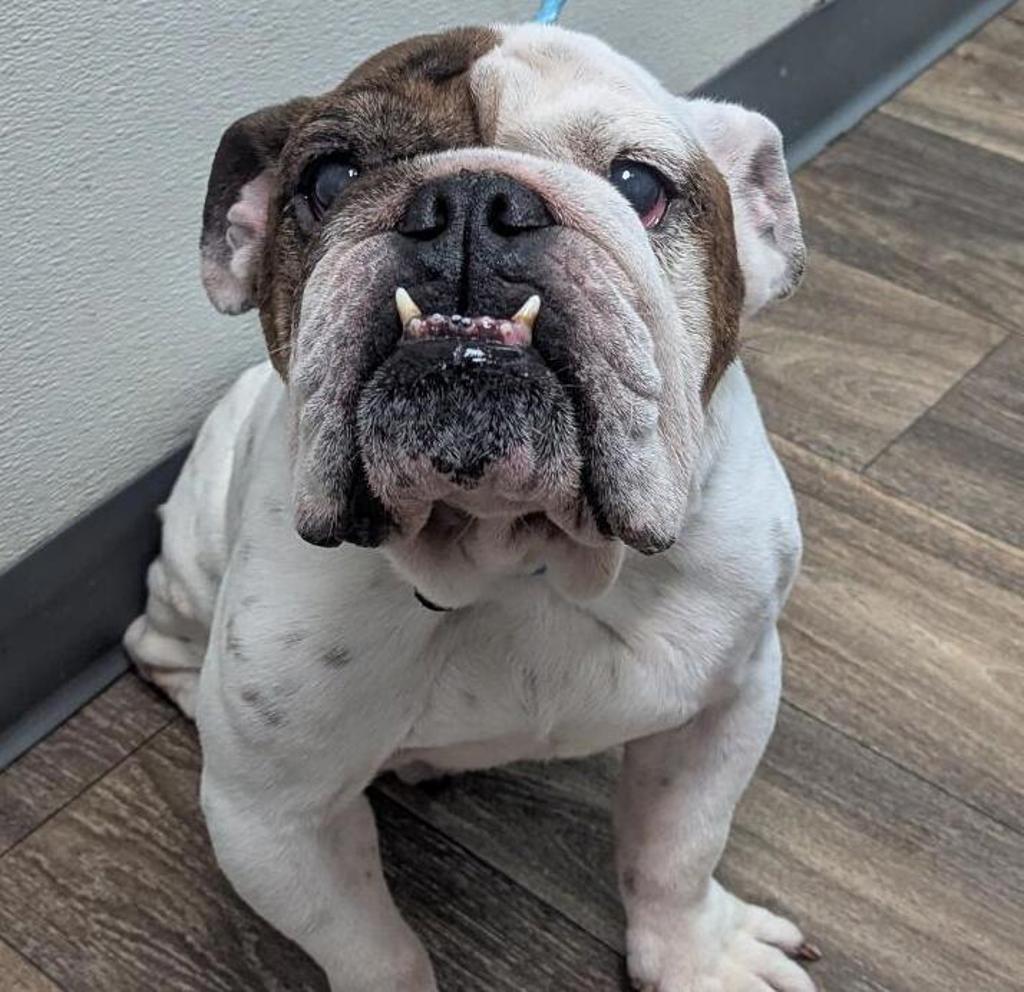 Shelter Stray Male Dog last seen Island Avenue, San Diego, CA, 92101, 5500 Gaines St, San Diego, CA 92110, USA