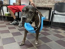 Shelter Stray Female Dog last seen Apt 22,1452 Beach Avenue, BRONX, NY, 10460, 326 E 110th St, New York, NY 10029, USA