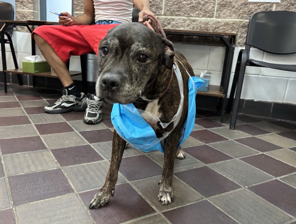 Shelter Stray Female Dog last seen Apt 22,1452 Beach Avenue, BRONX, NY, 10460, 326 E 110th St, New York, NY 10029, USA
