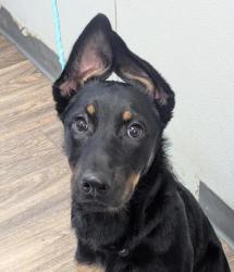 Shelter Stray Female Dog last seen Madison Avenue, San Diego, CA, 92116, 5500 Gaines St, San Diego, CA 92110, USA