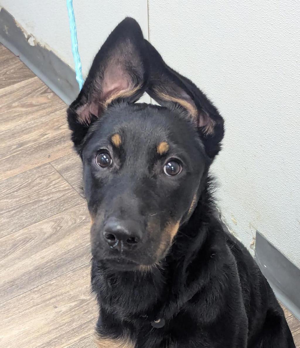 Shelter Stray Female Dog last seen Madison Avenue, San Diego, CA, 92116, 5500 Gaines St, San Diego, CA 92110, USA