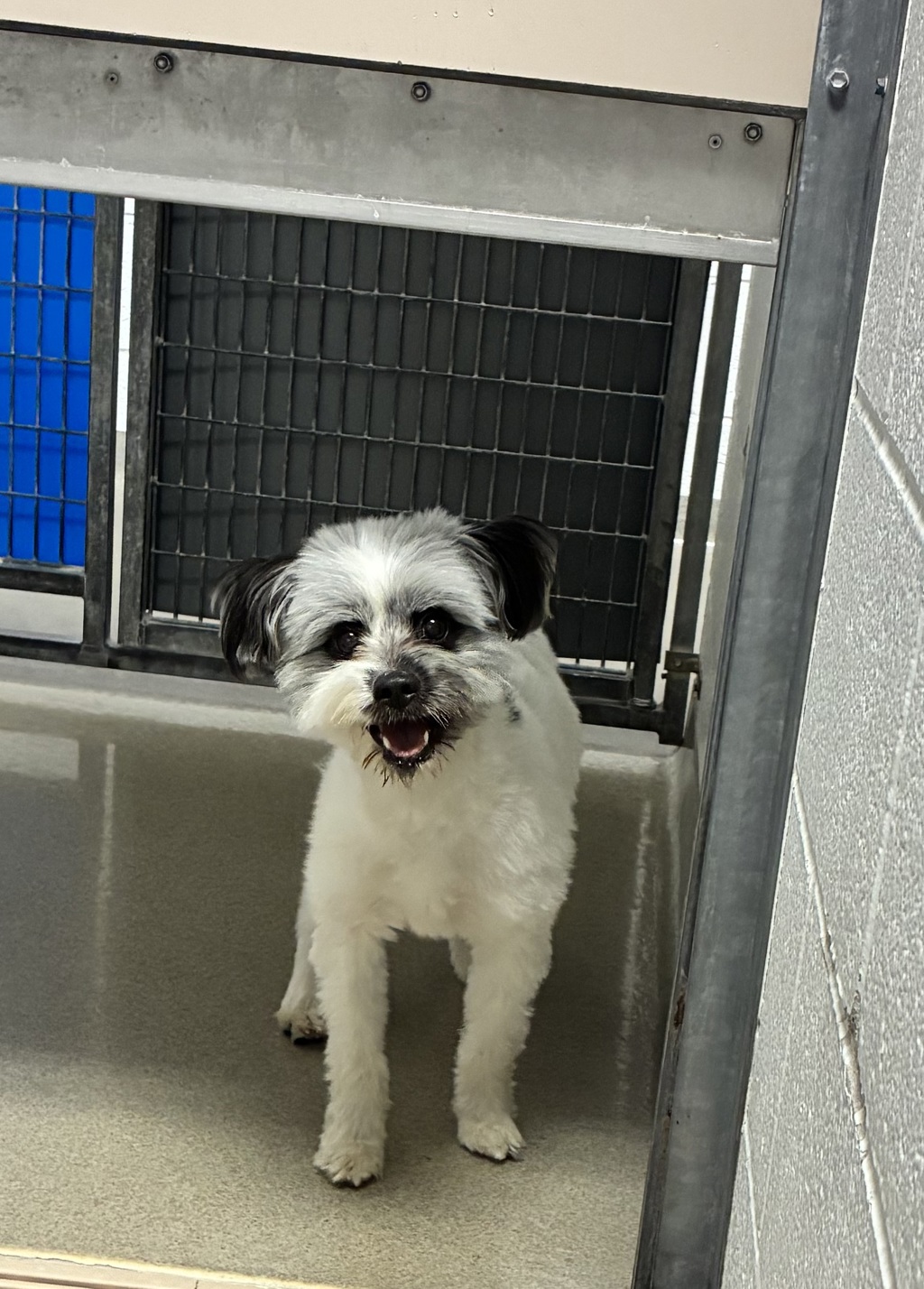 Shelter Stray Male Dog last seen Near W 6200 S, Kearns Township, UT, 84118, 511 W 3900 S, Salt Lake City, UT 84123, USA