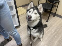 Shelter Stray Female Dog last seen Near Arthur Avenue, Oceanside, CA, 92054, Oceanside, CA 92058, USA