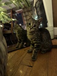Lost Female Cat last seen Maple Ave.Shrewsbury, Shrewsbury, MA 01545