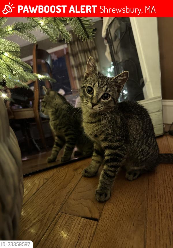 Lost Female Cat last seen Maple Ave.Shrewsbury, Shrewsbury, MA 01545
