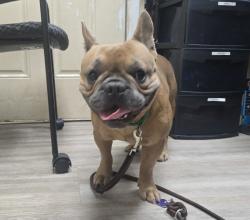 Shelter Stray Male Dog last seen Near Walker Way, Vista, CA, 92083, Oceanside, CA 92058, USA