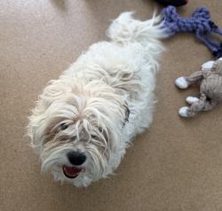 Shelter Stray Male Dog last seen North Mines Road, LIVERMORE, CA, 94550, 8323 Baldwin St, Oakland, CA 94621, USA