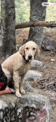 Lost Male Dog last seen Near E 104 th st, Los Angeles, CA 90002
