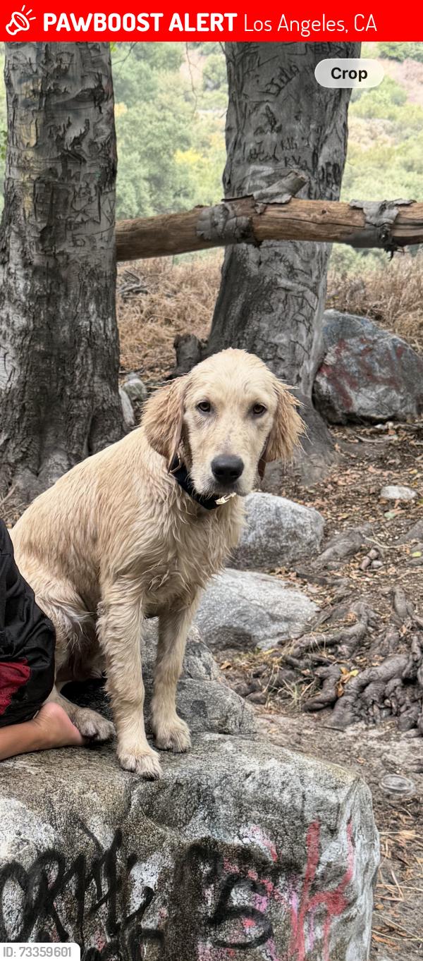 Lost Male Dog last seen Near E 104 th st, Los Angeles, CA 90002