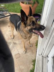 Found/Stray Female Dog last seen 31st ave and johnson st, Hollywood, FL 33021