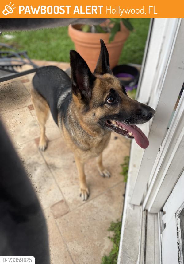 Found/Stray Female Dog last seen 31st ave and johnson st, Hollywood, FL 33021