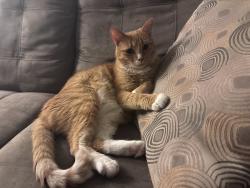 Lost Male Cat last seen Hacienda / Powell / Sharon, El Cajon, CA 92020