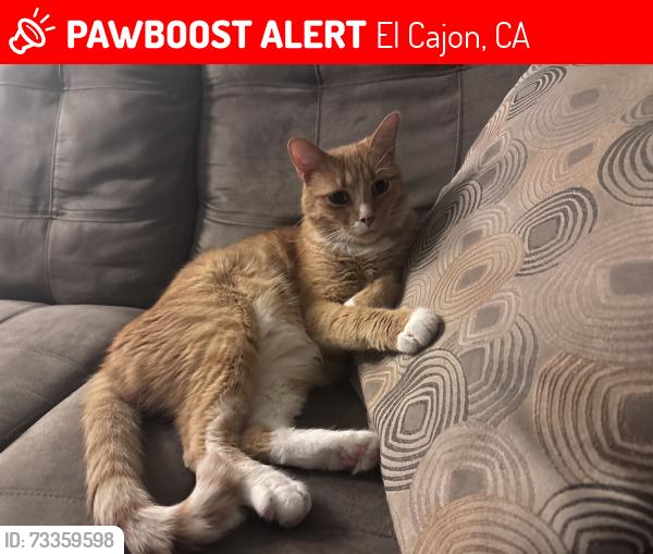 Lost Male Cat last seen Hacienda / Powell / Sharon, El Cajon, CA 92020