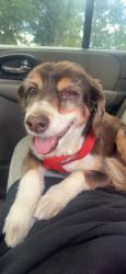Found/Stray Unknown Dog last seen Mcdonalds, Lakewood, CO 80215
