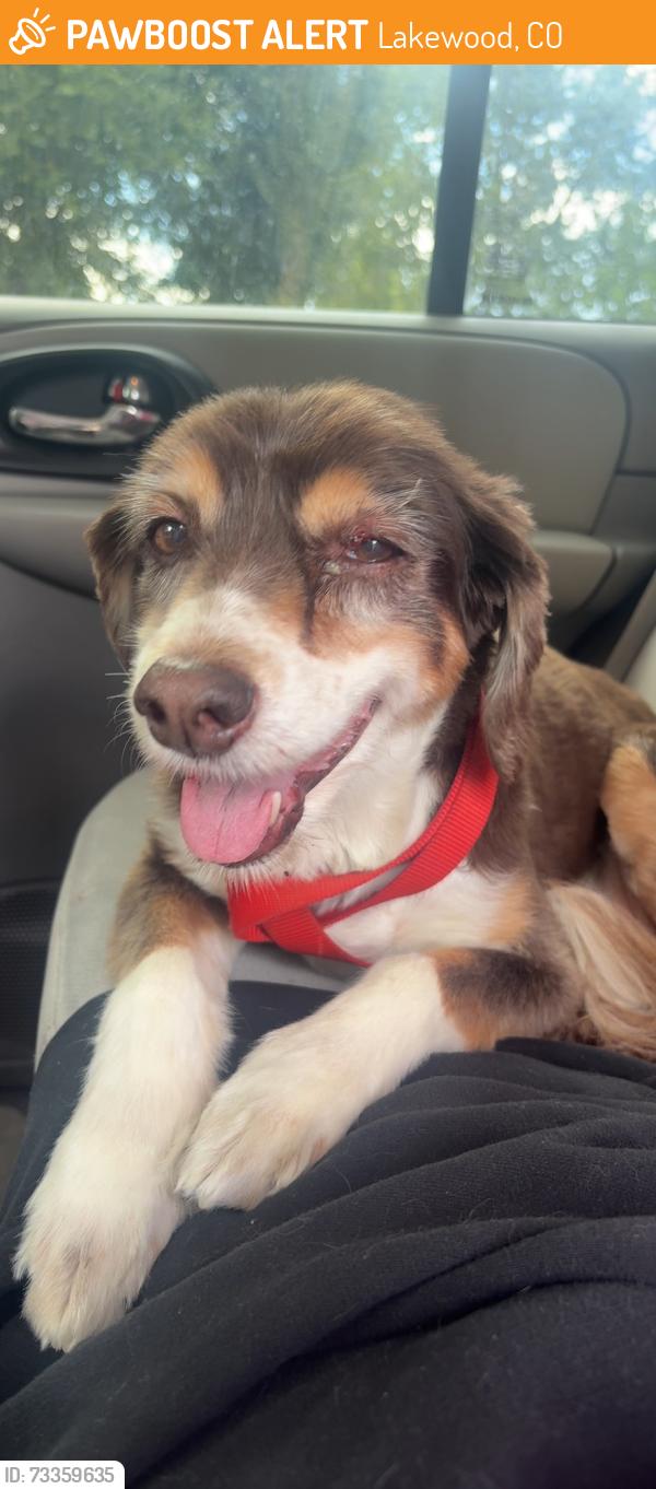 Found/Stray Unknown Dog last seen Mcdonalds, Lakewood, CO 80215