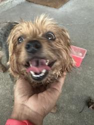 Found/Stray Female Dog last seen Broadmoor Neighborhood, Lafayette, LA 70503