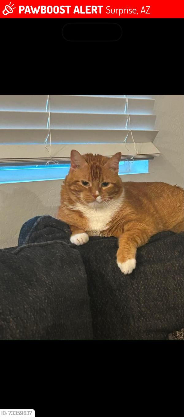 Lost Male Cat last seen W red Fox road, Surprise, AZ 85387