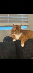 Lost Male Cat last seen W red Fox road, Surprise, AZ 85387