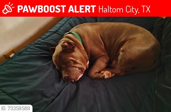 Lost Female Dog last seen Denton Highway, Haltom City, TX 76117