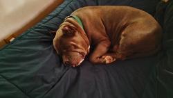 Lost Female Dog last seen Denton Highway, Haltom City, TX 76117