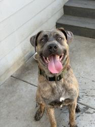 Reunited Male Dog last seen Near Monroe Ave, Romoland, CA 92585, USA, Romoland, CA 92585