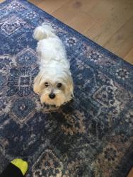Found/Stray Unknown Dog last seen 288th st and 34th ave, Lakeland North, WA 98001
