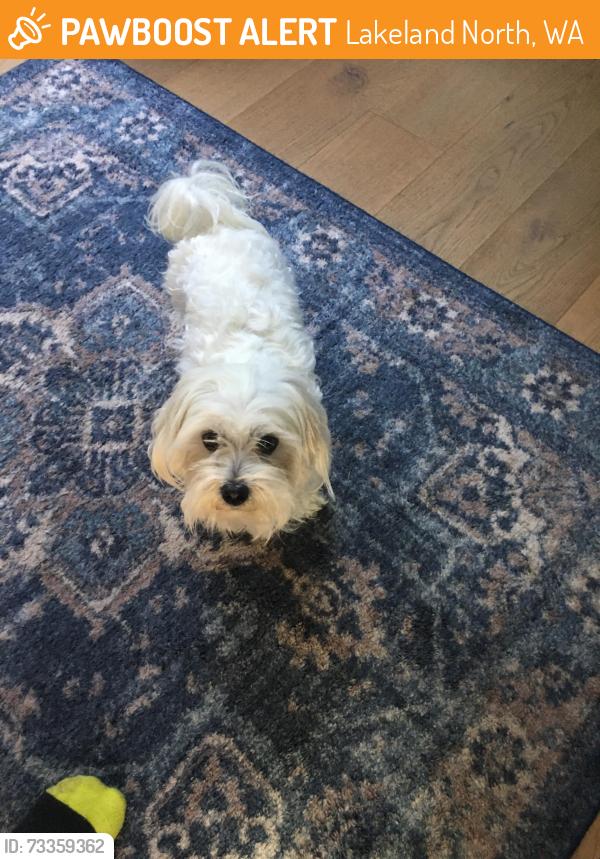 Found/Stray Unknown Dog last seen 288th st and 34th ave, Lakeland North, WA 98001