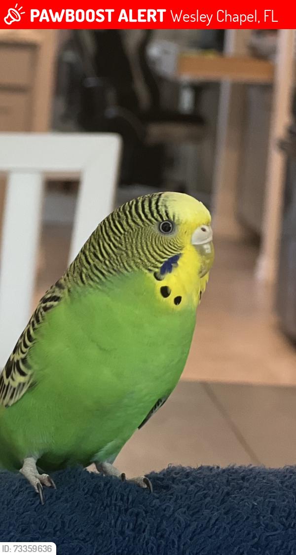 Lost Female Bird last seen Union Park, Wesley Chapel, FL 33543