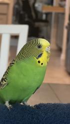 Lost Female Bird last seen Union Park, Wesley Chapel, FL 33543