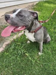 Found/Stray Female Dog last seen Rural and Baseline, Tempe, AZ 85282