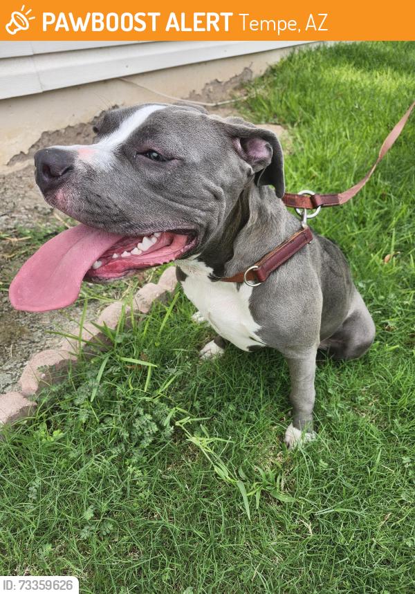 Found/Stray Female Dog last seen Rural and Baseline, Tempe, AZ 85282