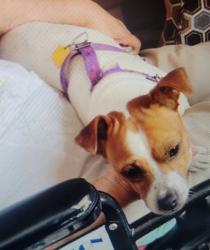 Reunited Male Dog last seen Firefly st, Houston, TX 77017
