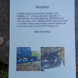 Lost Male Cat last seen Woodland drive Greenville,s.c. 29617, Greenville, SC 29617