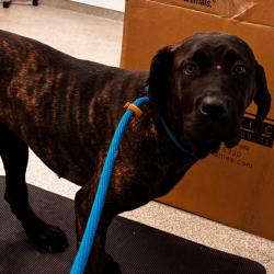 Shelter Stray Female Dog last seen , 21800 Central Ave, Matteson, IL 60443, USA
