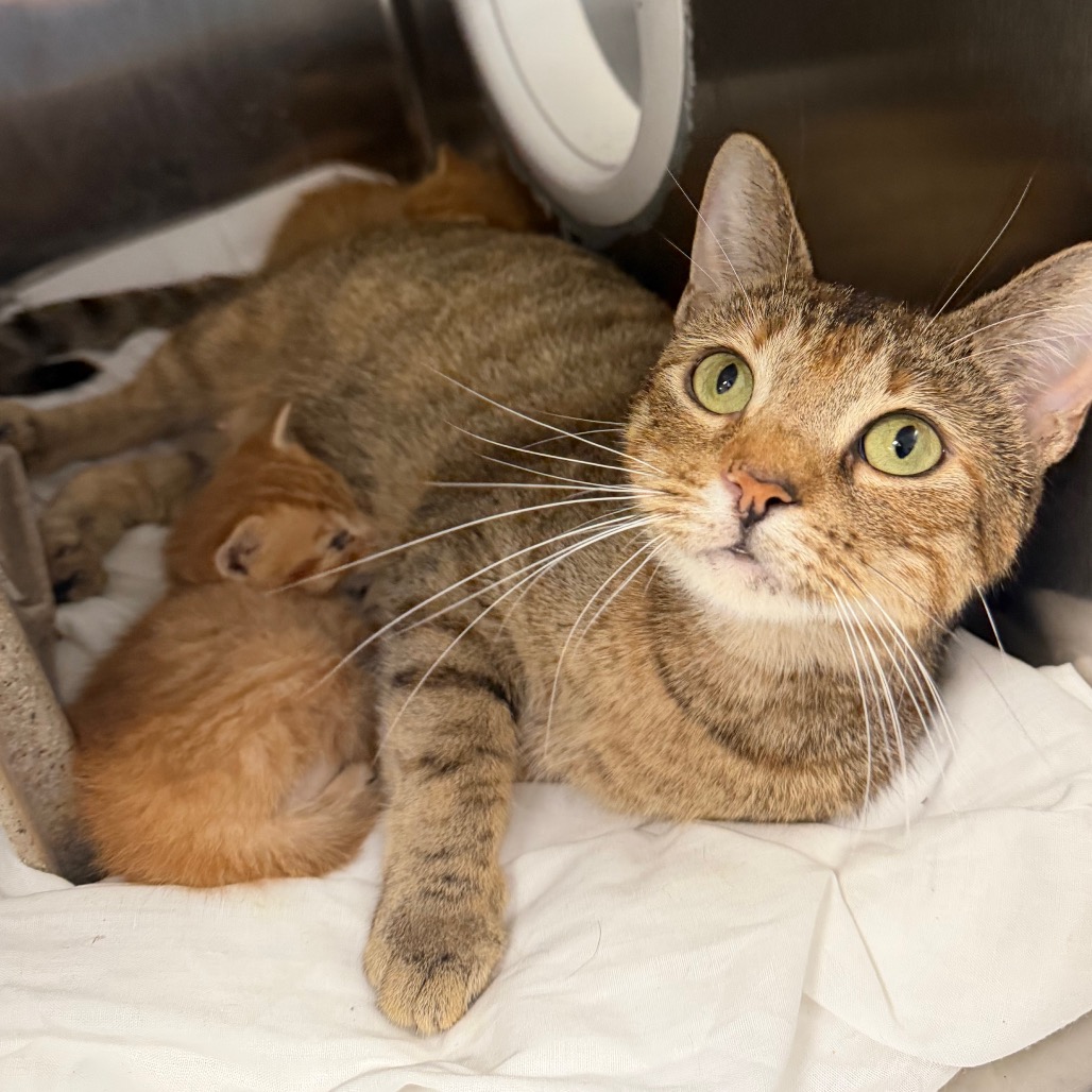 Shelter Stray Female Cat last seen , Animal Care & Control Team of Philly, 111 W Hunting Park Ave, Philadelphia, PA 19140, USA